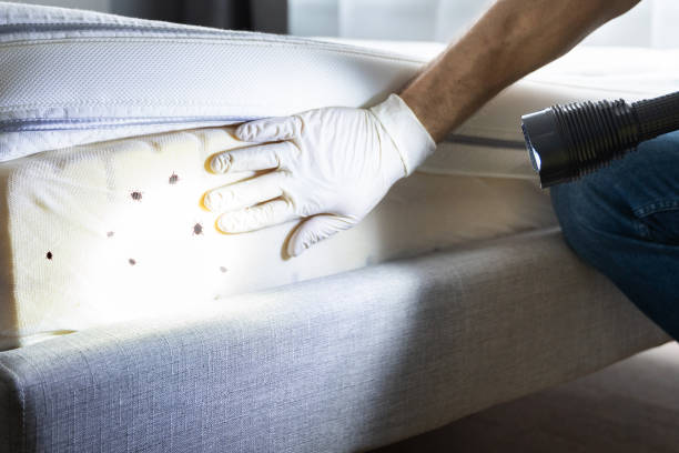 Best Flea Control Services  in Doa Ana, NM