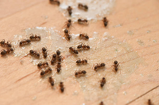 Best Cockroach Control Services  in Doa Ana, NM